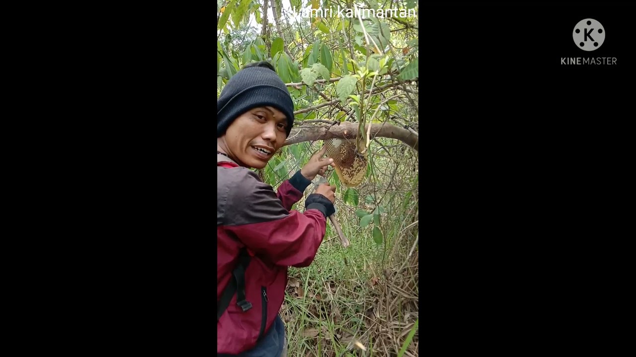 Berburu Lebah Hutan (Subang) #Lebahhutan. #lebahodeng.