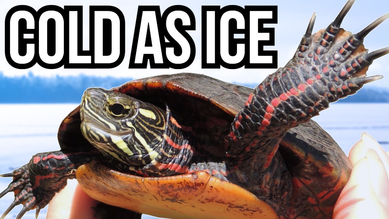 3 Reptiles That Can Deal With Freezing Conditions