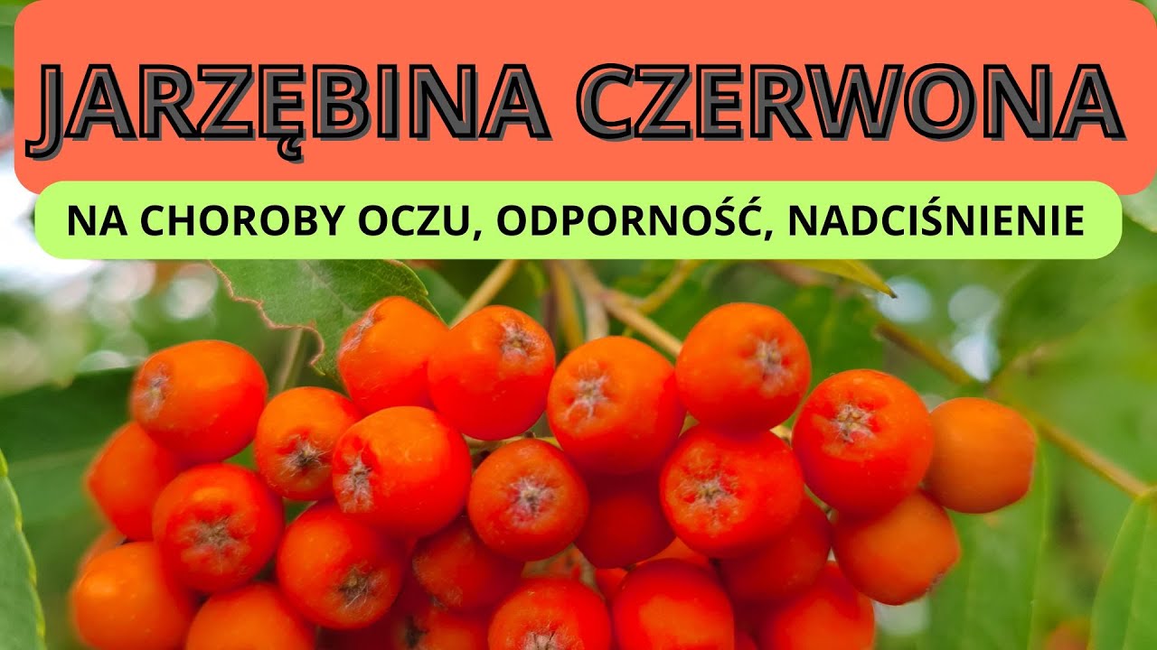 Jarzębina czerwona  właściwości i zastosowanie