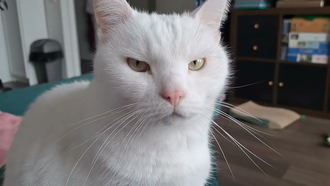 Handsome cat is very handsome :3