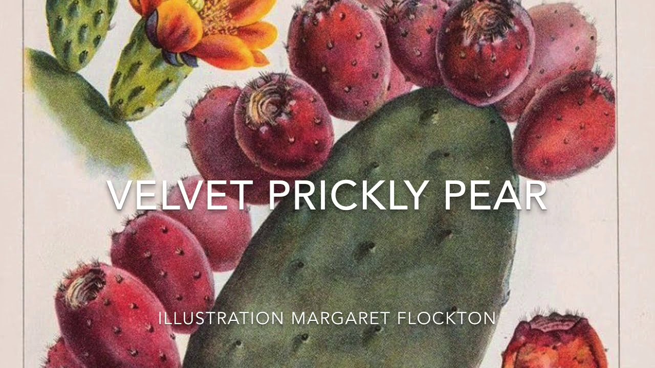 Opuntia tomentosa (Velvet Prickly Pear) | Must see June