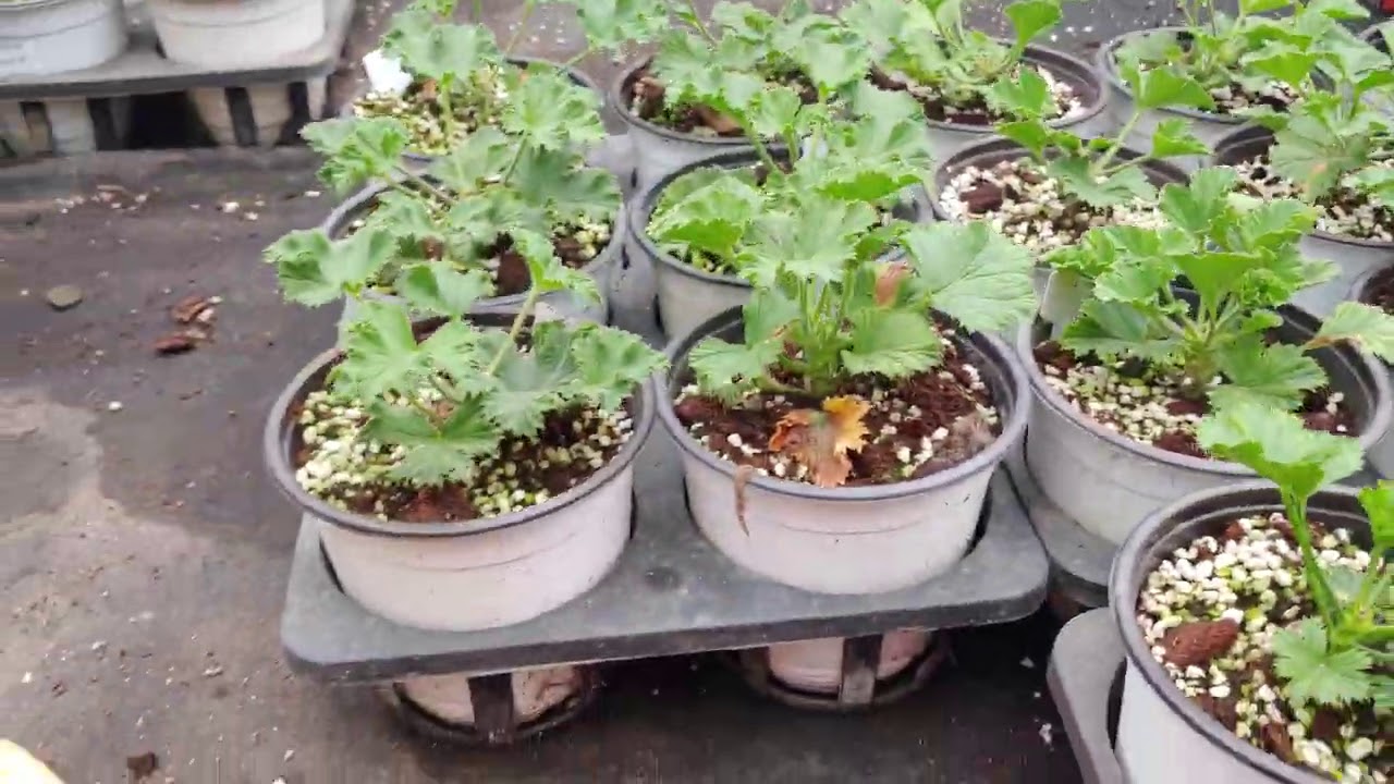 리갈 제라늄 어떻게 꽃대가 형성이 될까??? 11월 29일