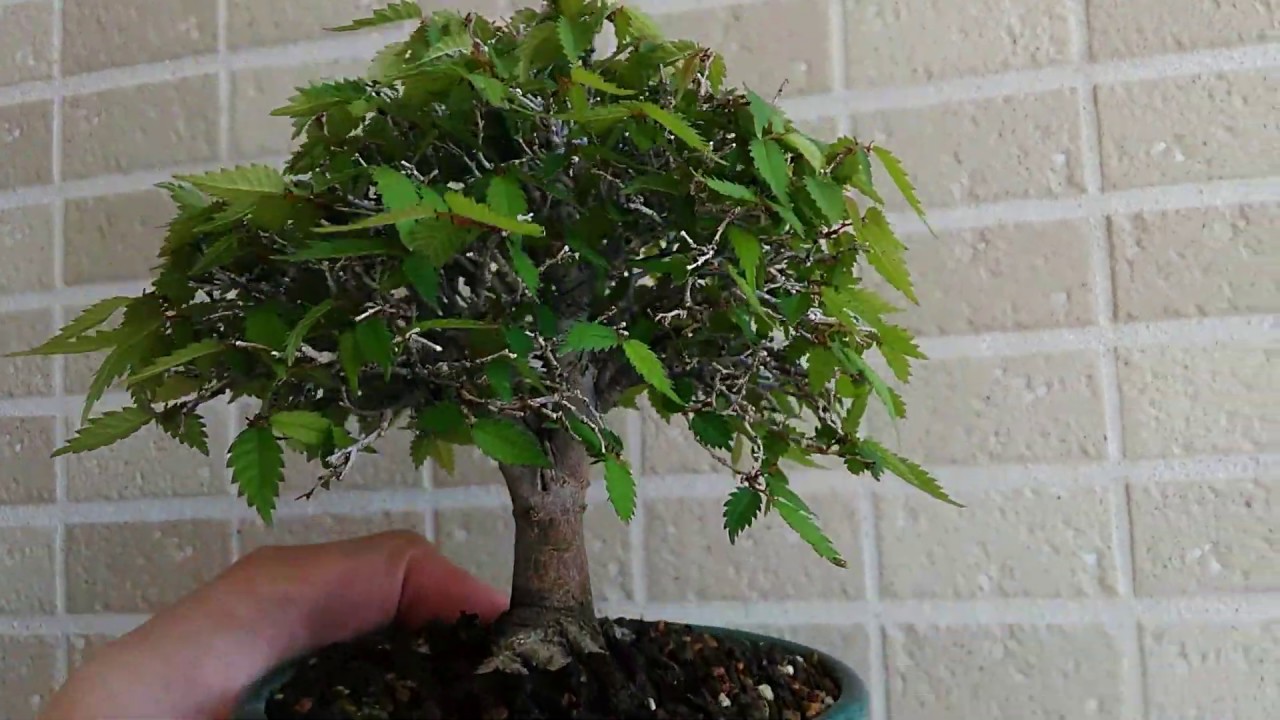 ケヤキ１号（植え替え）_Zelkova serrata（Transplant）_Apr2019_BONSAI盆栽