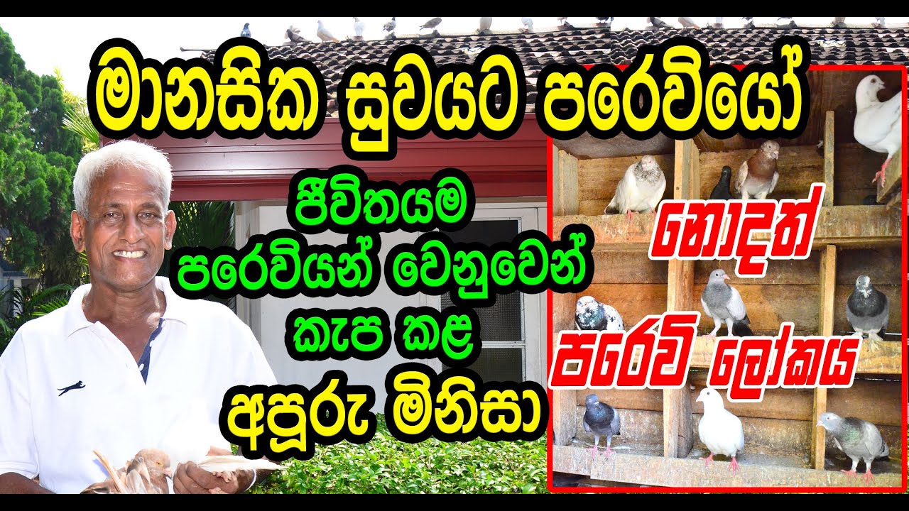 මානසික සුවයට පරවියෝ /Pigeons for mental well being