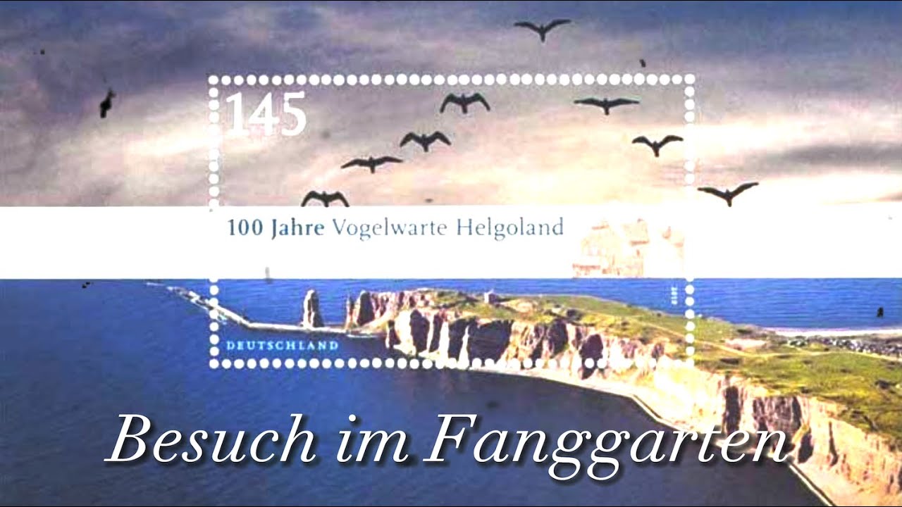 Im Fanggarten der Vogelwarte von Helgoland