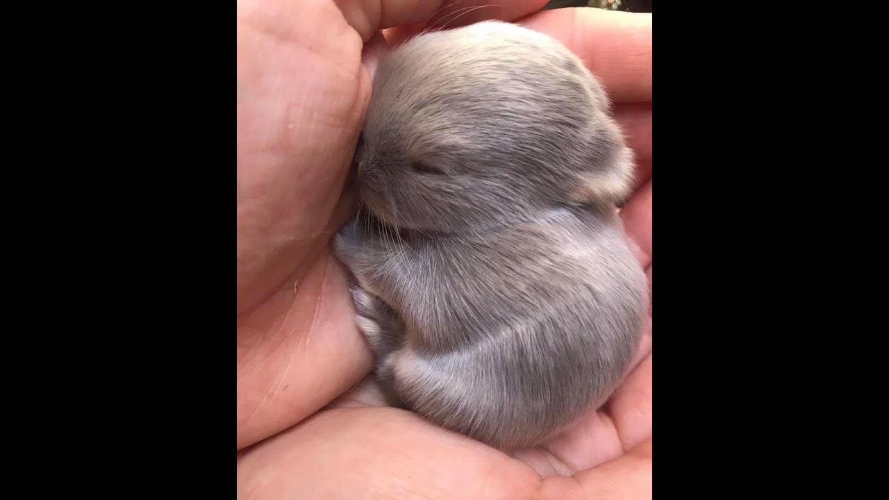 Baby Netherland Dwarf  Newborn To Ten Weeks