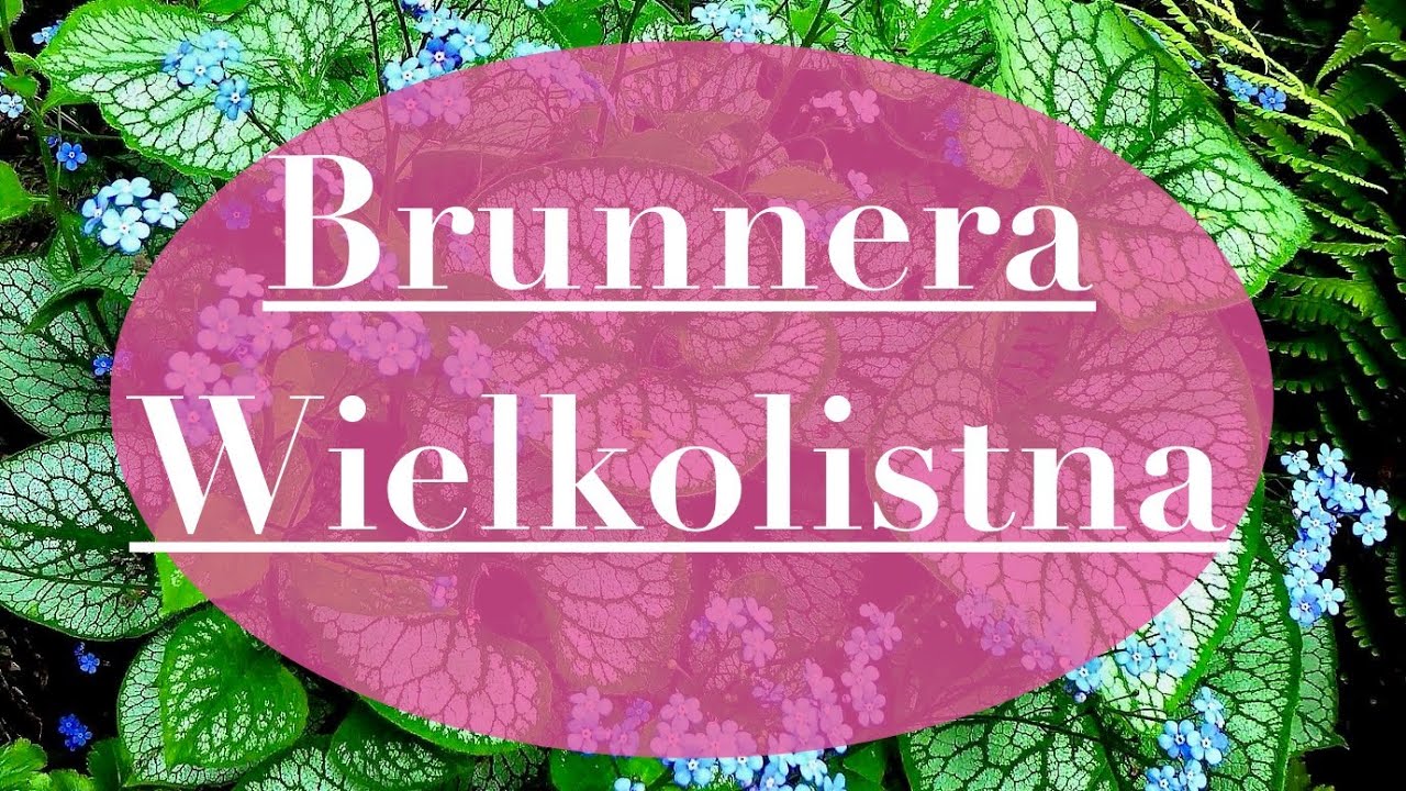 Brunnera wielkolistna - niebieska kr&oacute;lowa cienia