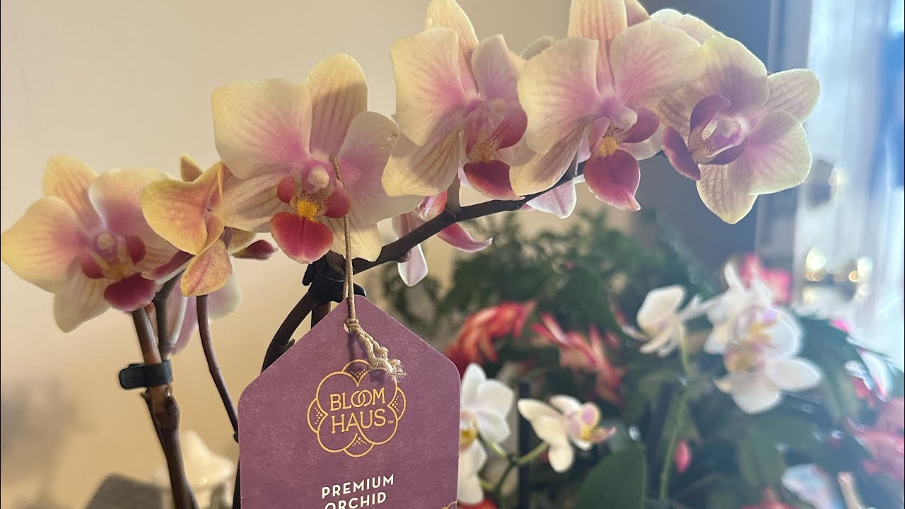 How to Pick a Healthy Orchid