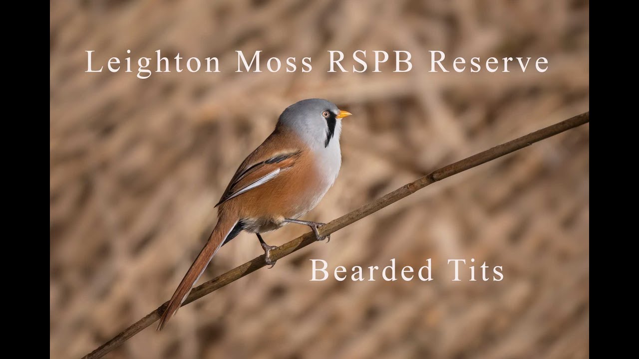 Wildlife Photography | Leighton Moss RSPB Reserve | Bearded Tits and Red Deer
