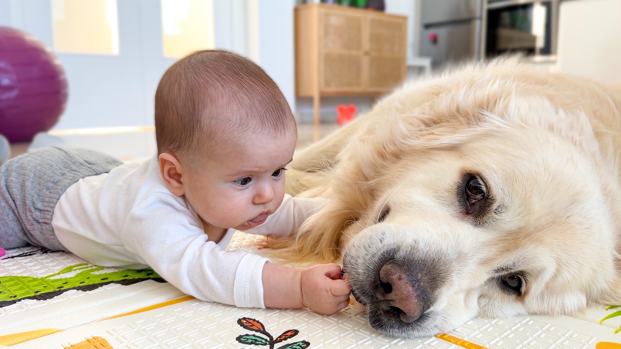 Baby Touches the Golden Retriever — Priceless Reaction