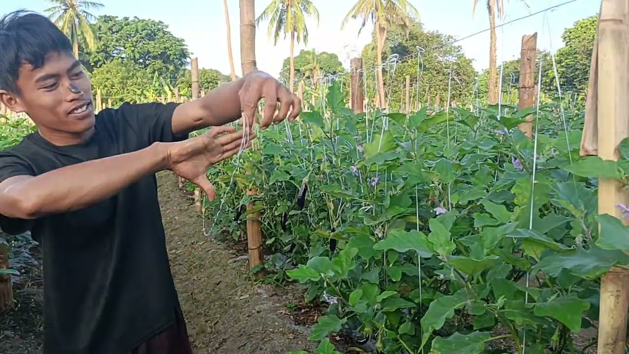 Demo tutorial sa pag tali ng mga sanga ng talong, tuklasin natin🥰