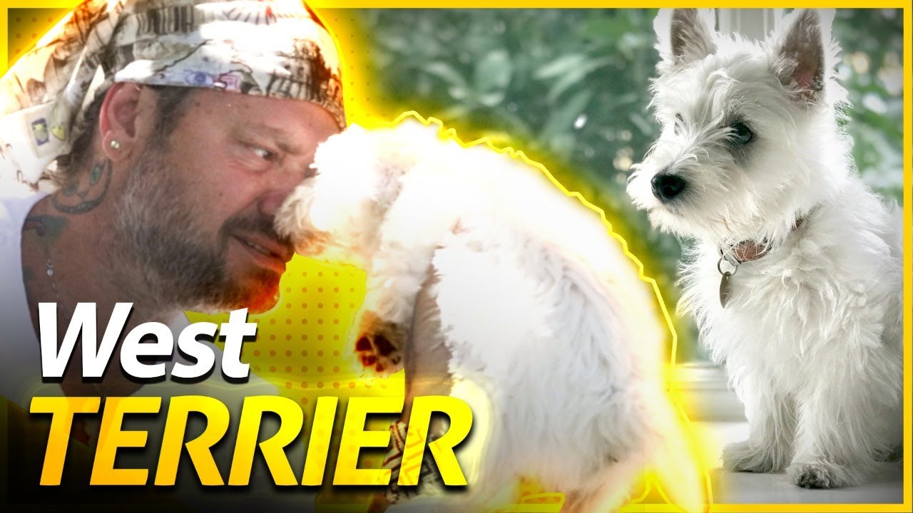 WEST HIGHLAND WHITE TERRIER, O CÃO ESCOCÊS | BAW WAW