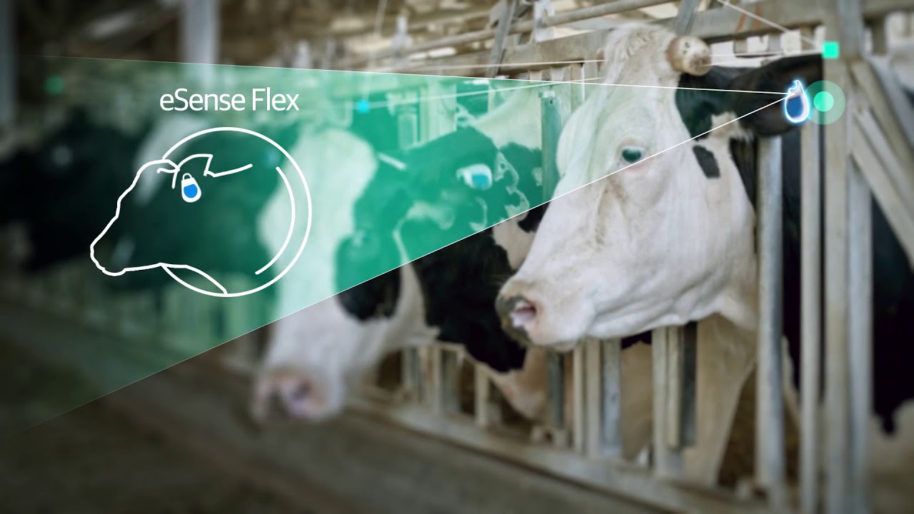 SenseHub Dairy