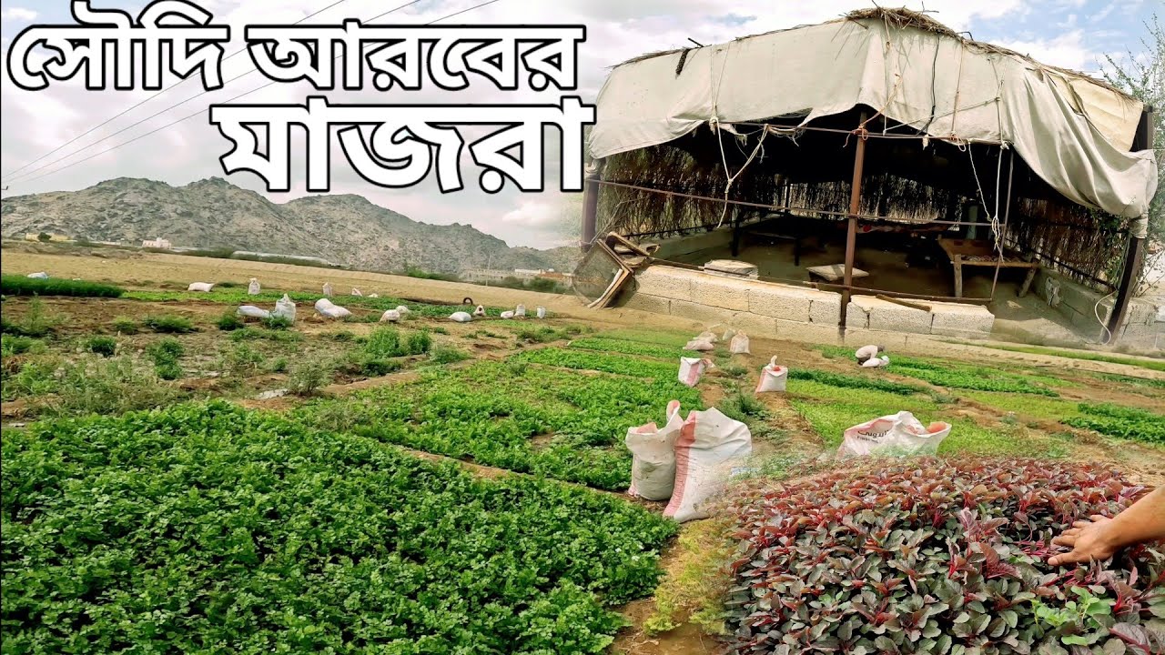 সৌদি আরবের সবজি মাজরা | আরব দেশের মরুভূমিতে কি ভাবে সবজি চাষ করা হয় | কি সার দিলে এতো সুন্দর সবজি হয়