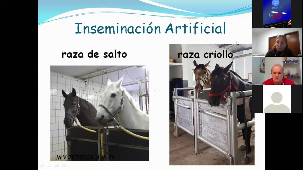 YeguaProblemaJessicaVlek4jun2020SportHorse