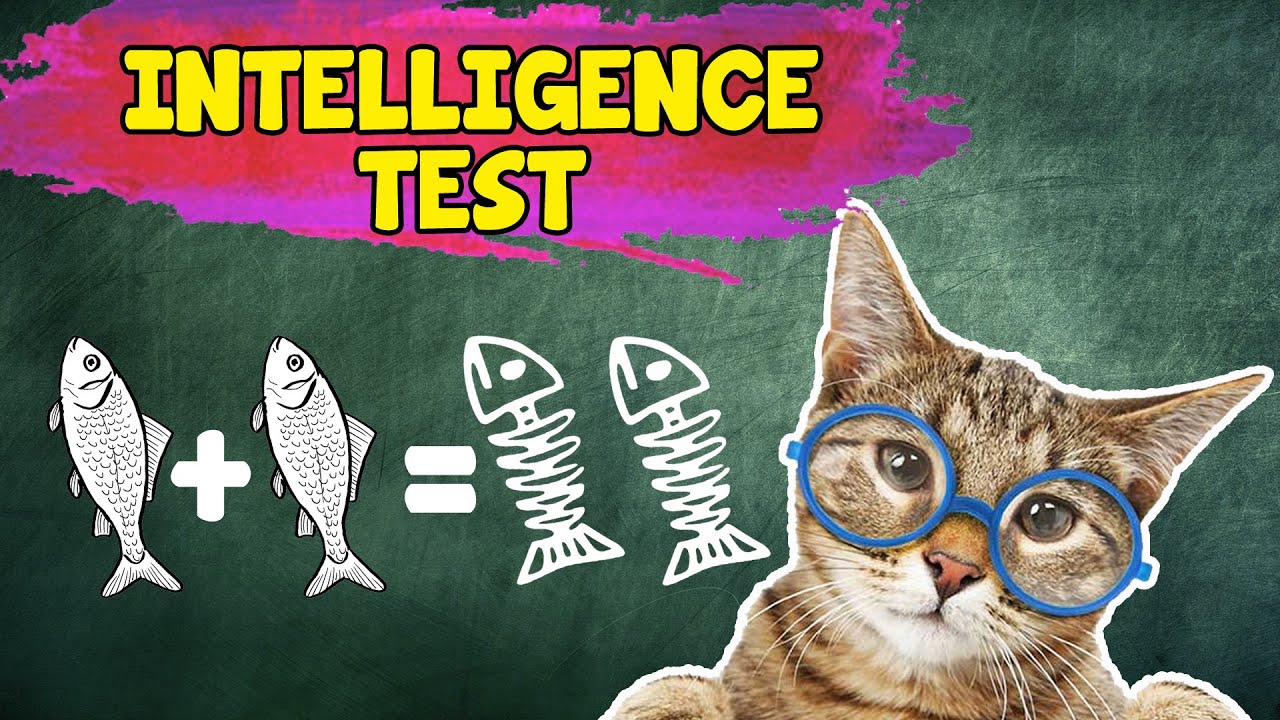 Cat Intelligence Test Level 1 🧠🐈 Give Your Cat This Cat IQ Test!
