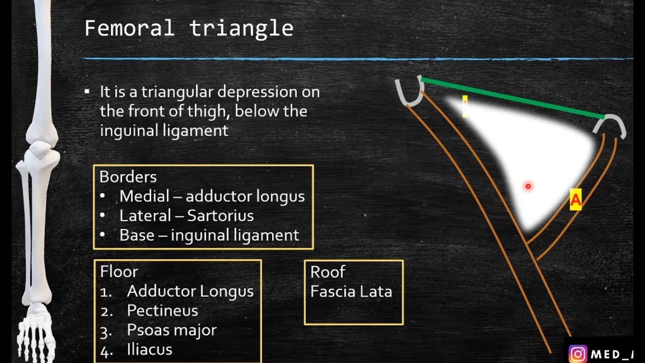 Femoral triangle Anatomy | Boundaries, Contents, Clinical anatomy | Med Madness