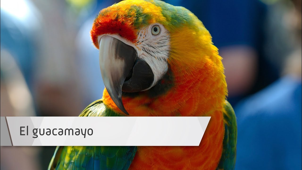 El GUACAMAYO: Cuidados y Manejo 🦜👨‍⚕️ Respuestas de Biólogos y Veterinarios
