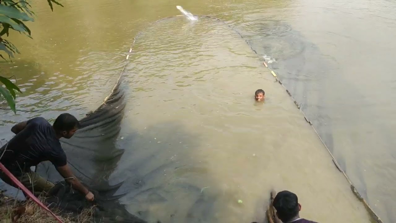 Catching Fish In The Pond || Part-1.2