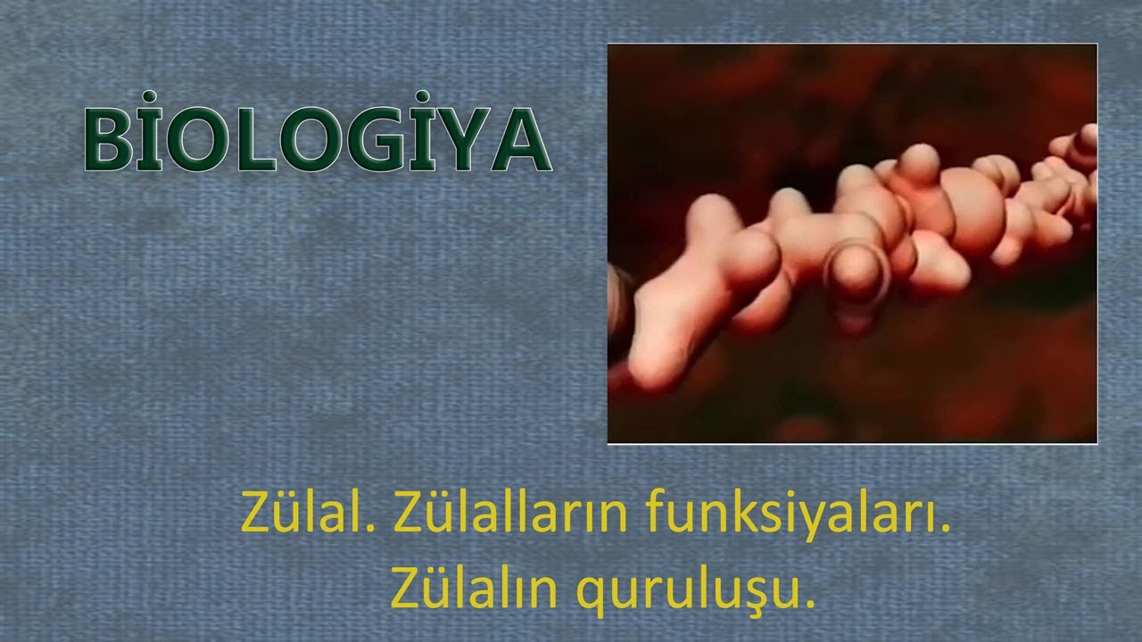 Zülal. Zülalların funksiyaları. Zülalın quruluşu. Biologiya