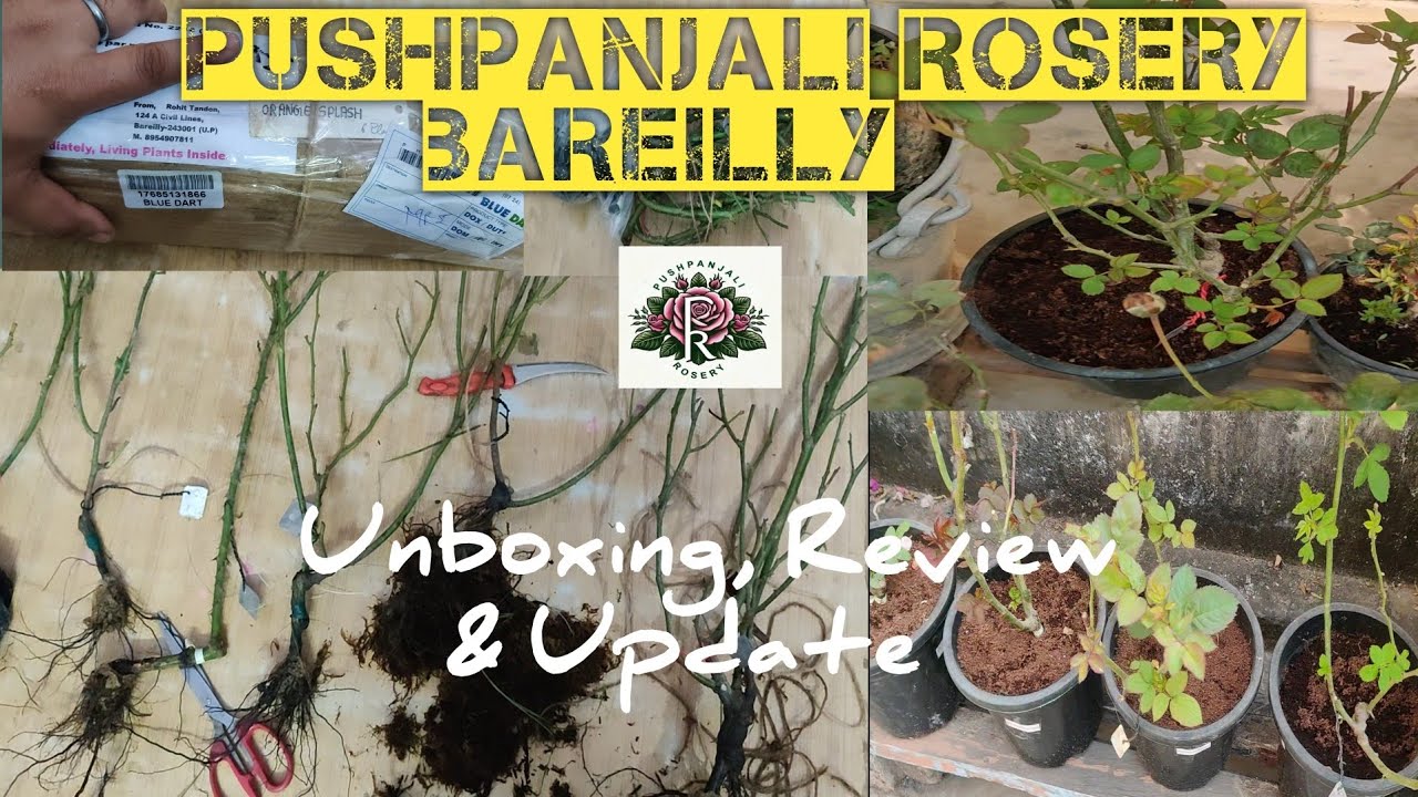 Online Rose Plants Unboxing, Review & Update| Pushpanjali Rosery Bareilly
