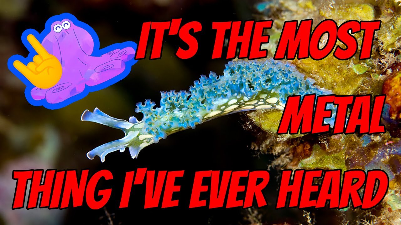 These Sea Slugs EAT SUNLIGHT and RIP THEIR OWN HEADS OFF 🤘🔥🤘 | Alien Ocean