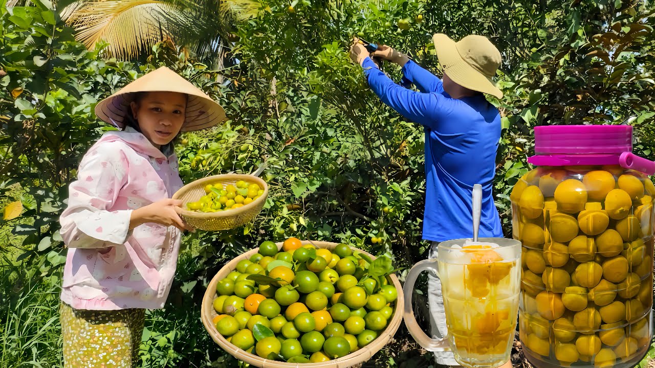Bí Quyết Ngâm Tắc Muối Giúp Trái Tắc Căng Mọng Nước Không Bị Dộp
