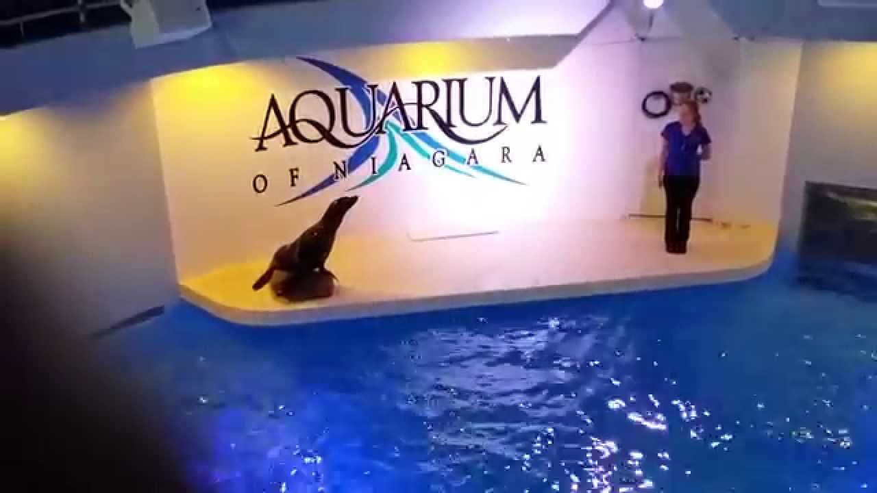 Sea Lion Show At Aquarium of Niagara