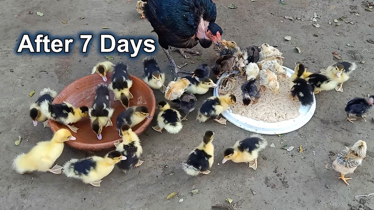 50 ducklings and chicks with one hen | Aseel hen harvesting eggs to ducklings | Part 2