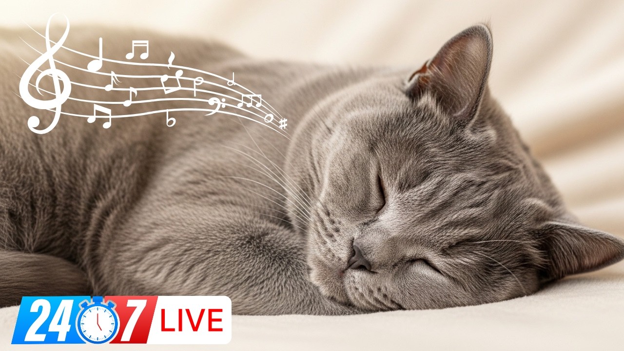24/7 Live Cat Sleep Music – Relax & Calm Your Feline Friends