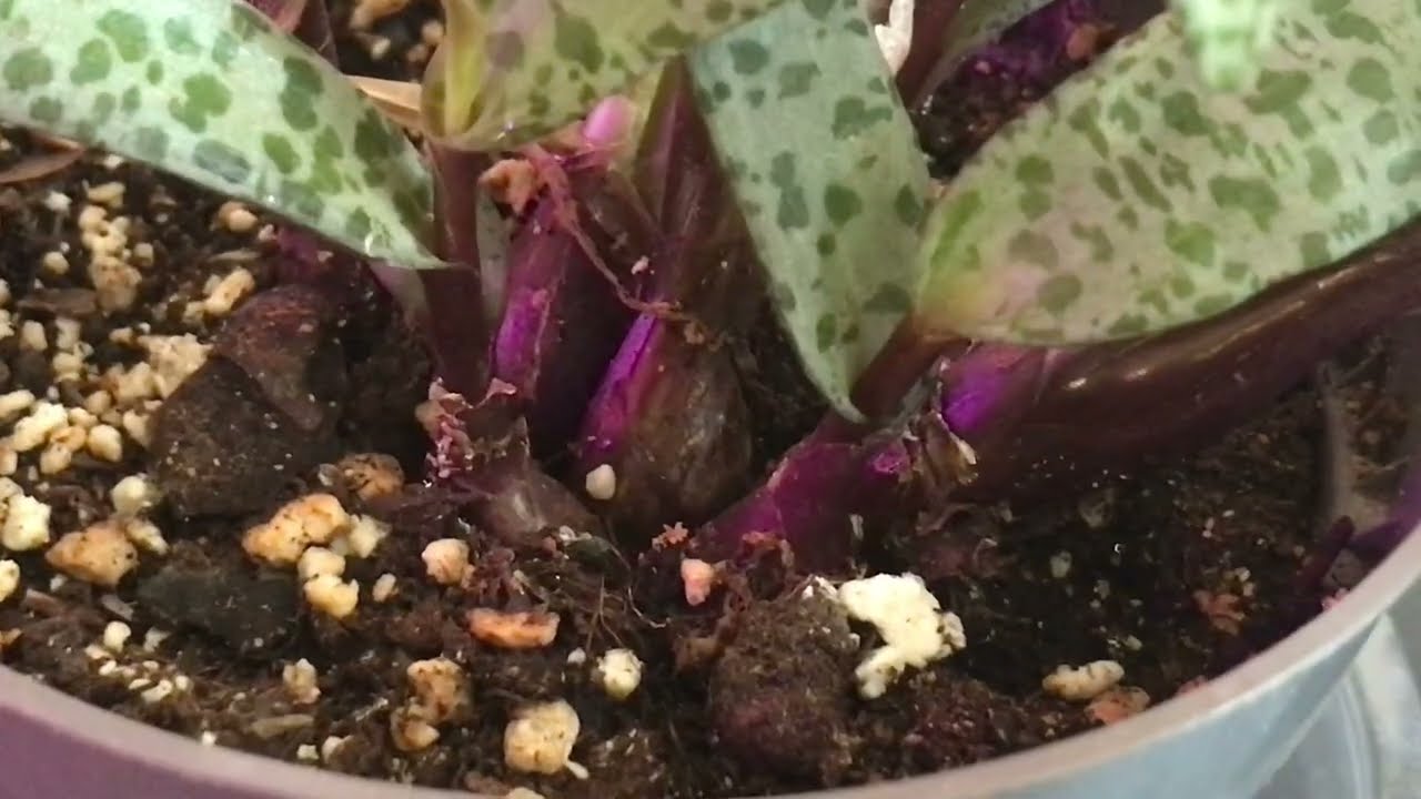 Ultra-cheap houseplant series part 2: ledebouria socialis