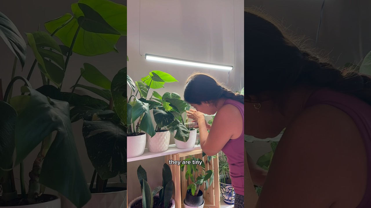 How I&rsquo;m treating mealy bugs on my plants! #plantcare #pestmanagement #plantpeople