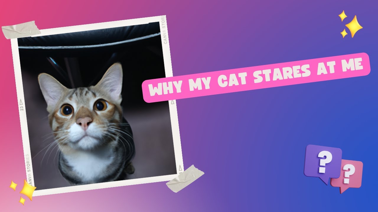 Why does my cat stare at me
