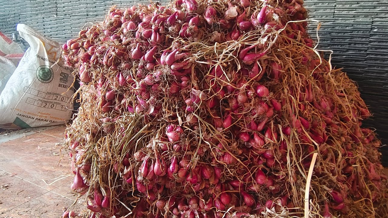 Proses Pembuatan Bibit unggul Bawang Merah Nganjuk Tahap Awal.