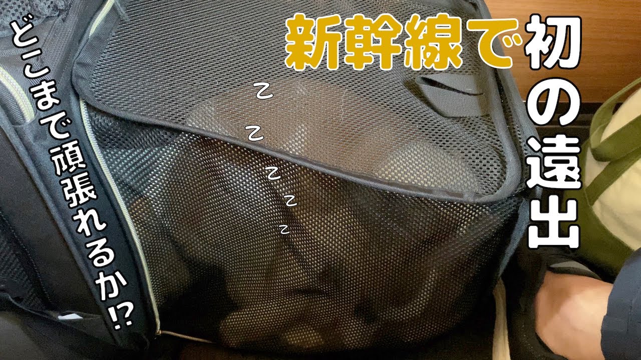 ちょポだコーギー千代「帰省① / Homecoming part1」【ポメコギ】