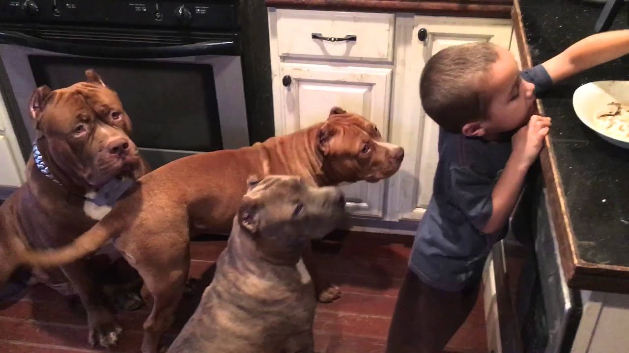 Young 4 year old  leader feeding GIANT PIT BULL THE HULK & family