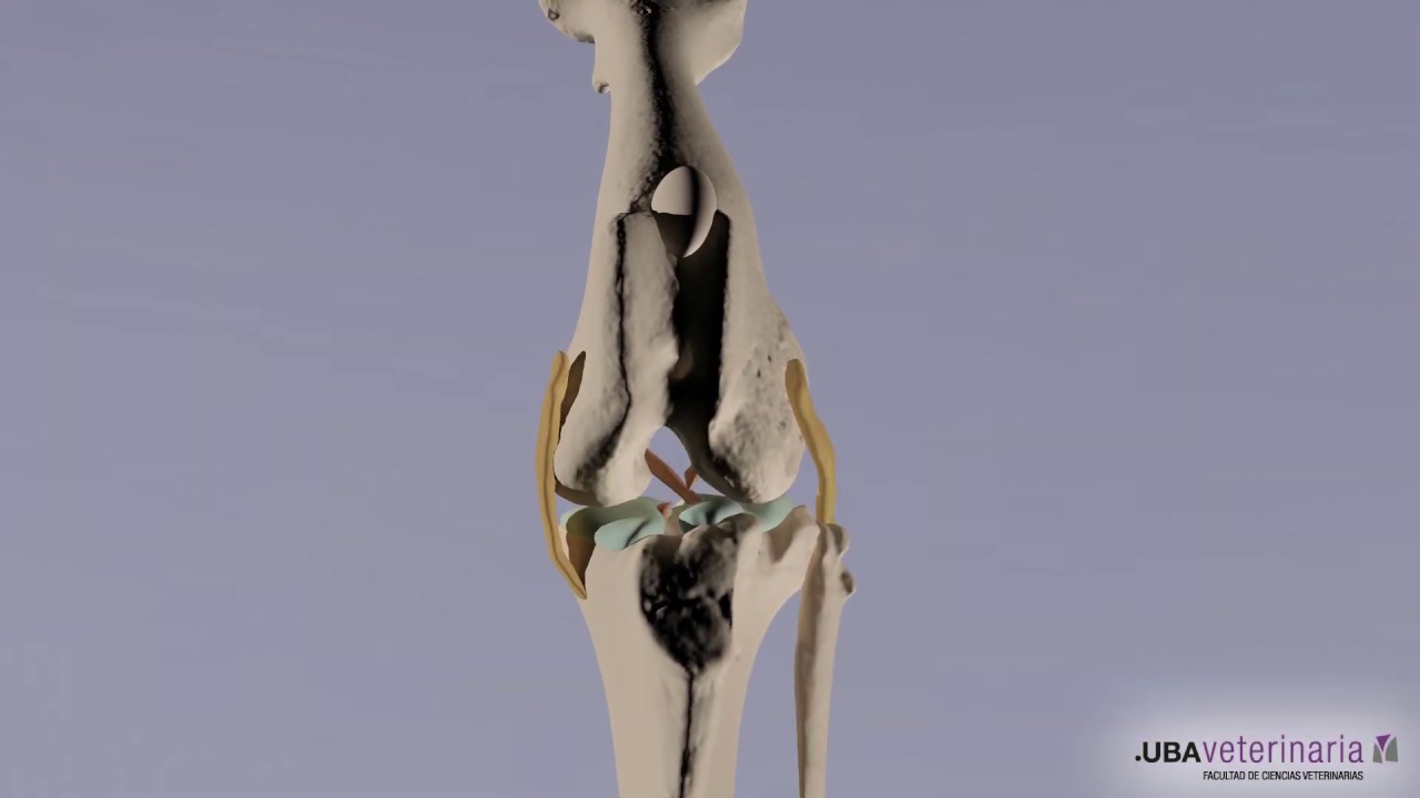 UBATIC  Ruptura de ligamento cruzado anterior en perros