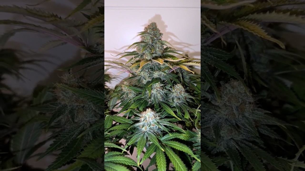 Mimosa x Orange Punch #1 Barney's farm #weed #420 #growth #cannabis