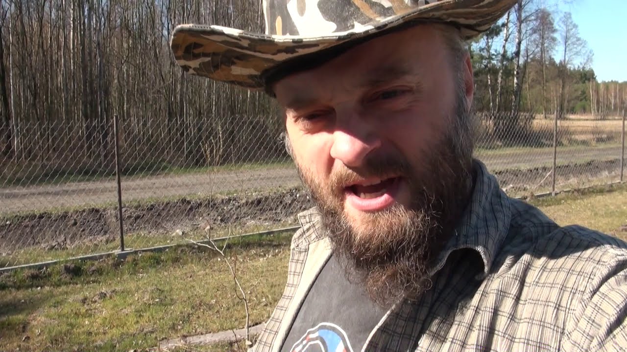 Mirabelka żółta z Nancy - sadzimy z Lilią
