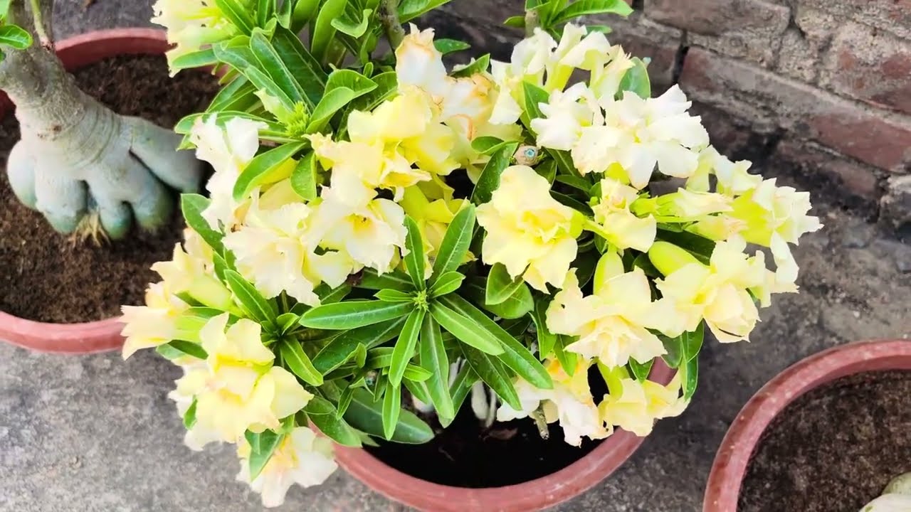 Adenium starts heavy flowering in super hot whether