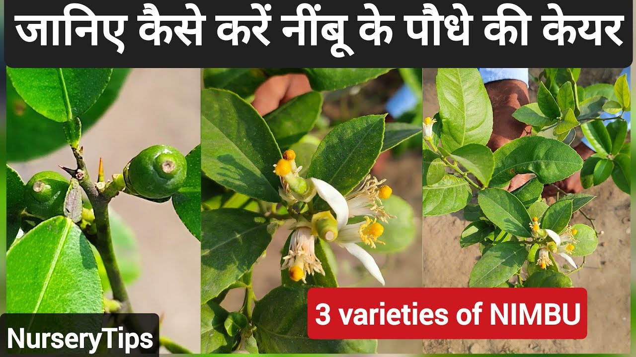 जानिए कैसे बिना किसी केमिकल फ़र्टिलाइज़र के पाएँ जायदा क्वांटिटी में नींबू |NurseryTips| Fruit special