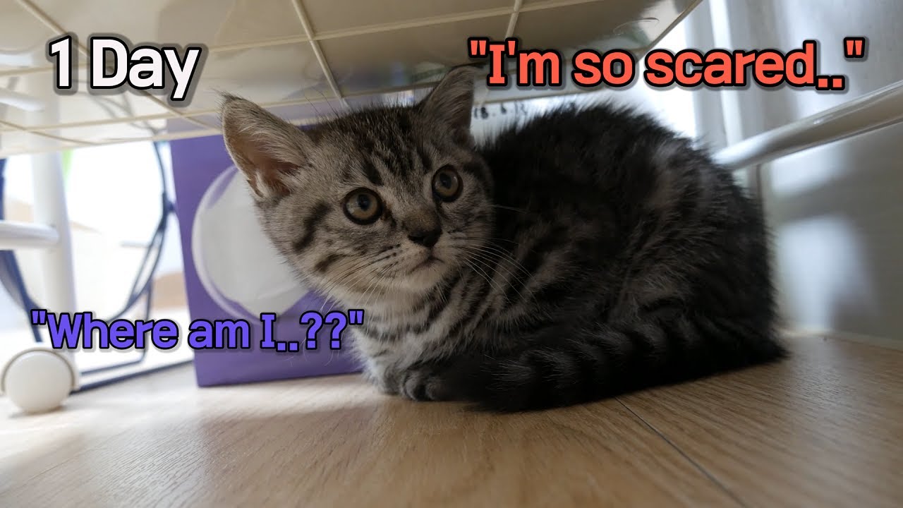 Leo KItten First Day Home, Baby Cat Adoption