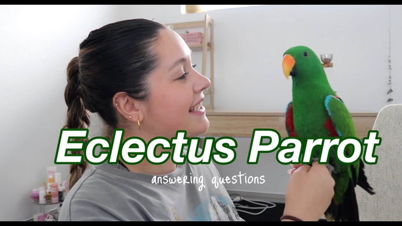 Eclectus Parrot | Answering your questions