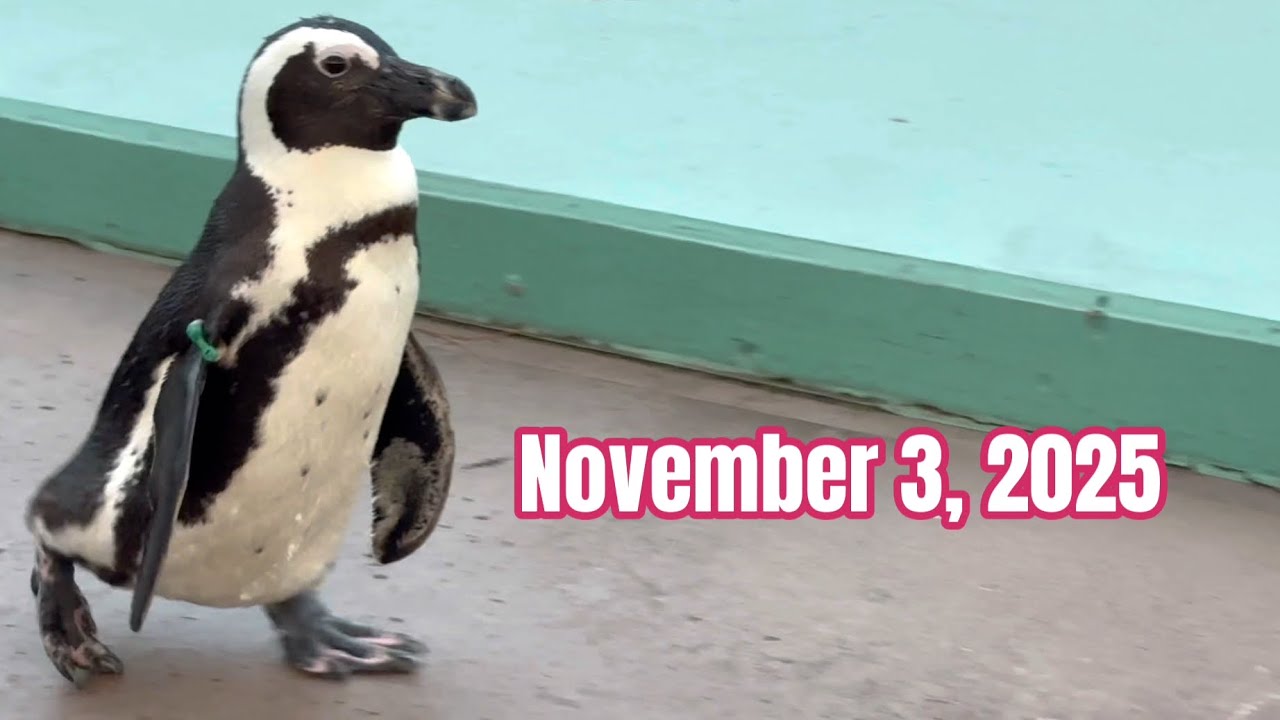 African Penguins 脱走？帰りそうで帰らない...自由気ままなケープペンギン November 3, 2025 横浜・八景島シーパラダイス