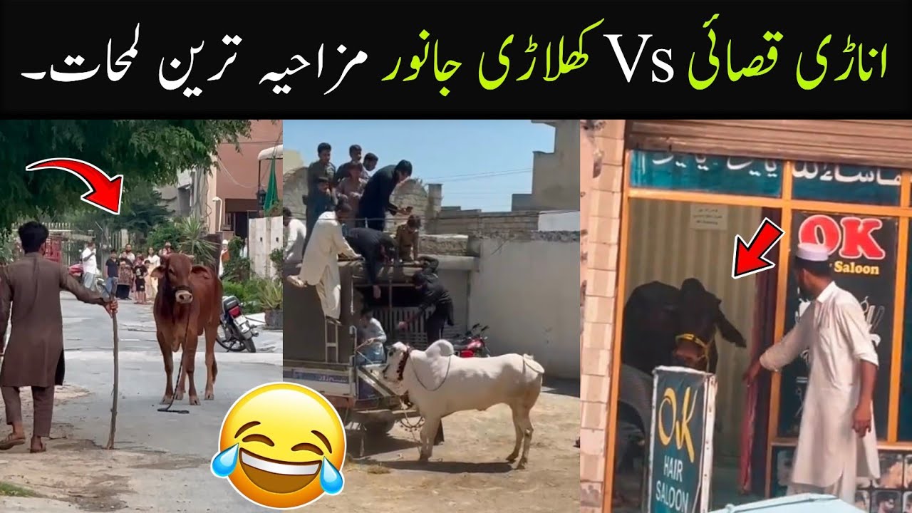 Anari Qasai Vs Khiladi Qurbani Animals Funny Videos 😂 | Funny Qurbani Animals 2026
