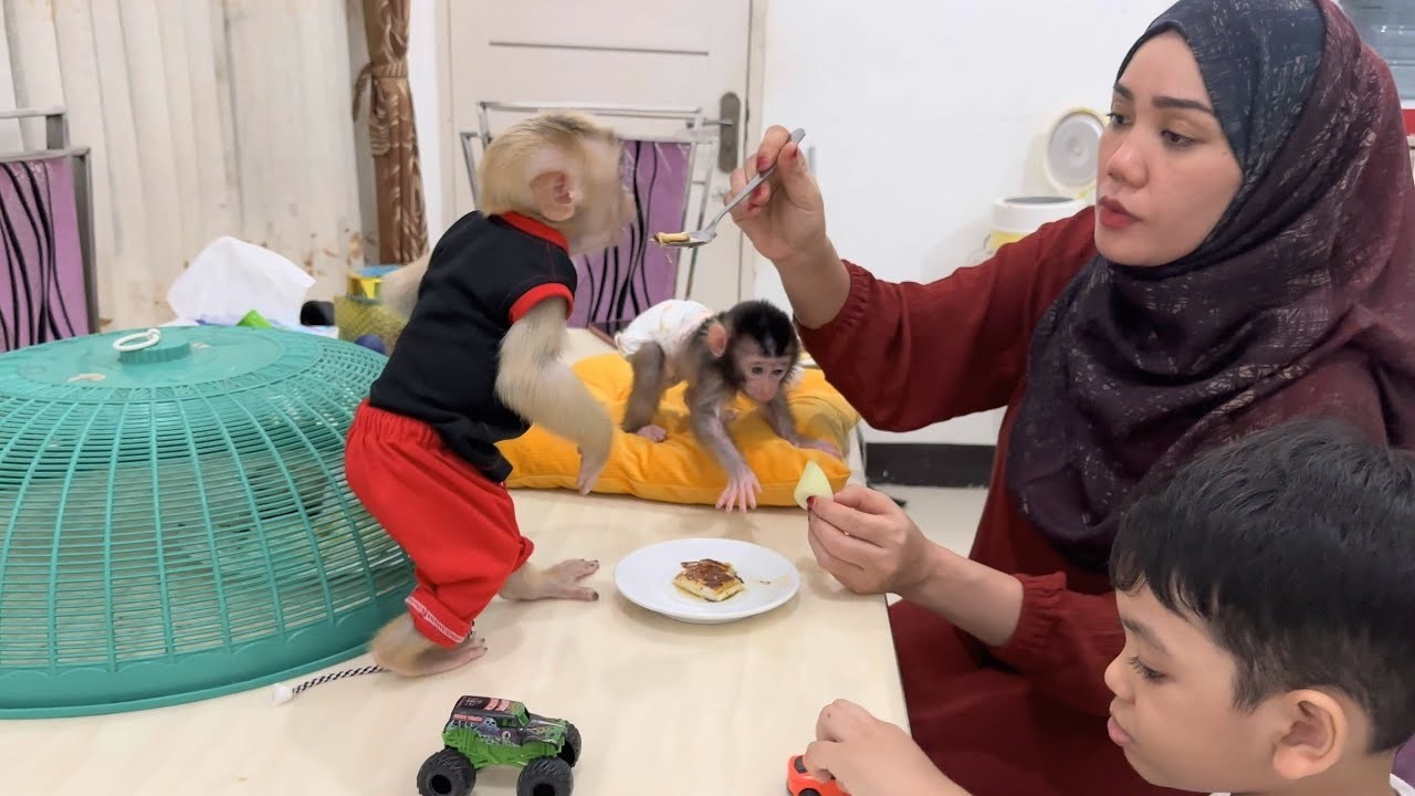 Alpha was surprised when he ate warm milk bread because he couldn't wait for mom to feed him