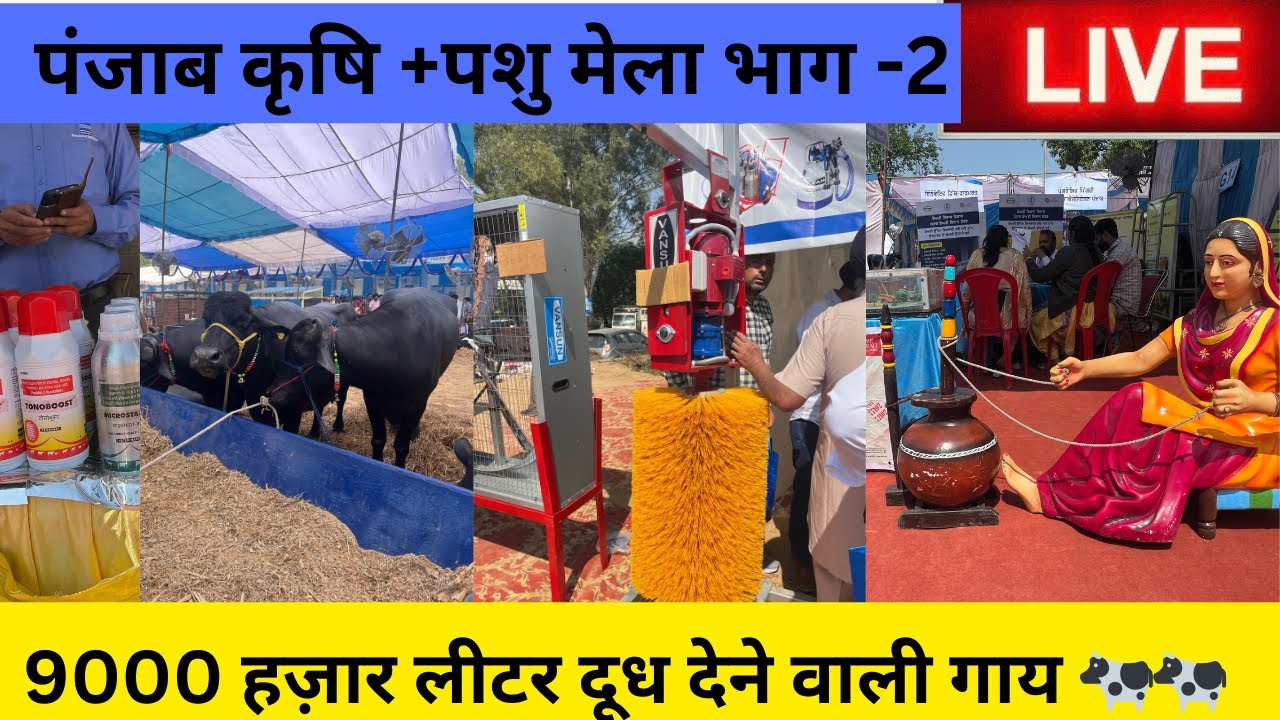 पंजाब कृषि मेला 2025 || Punjab Agricultural University Mela  || PAU Kisan Mela #kisanmela2025  #cow