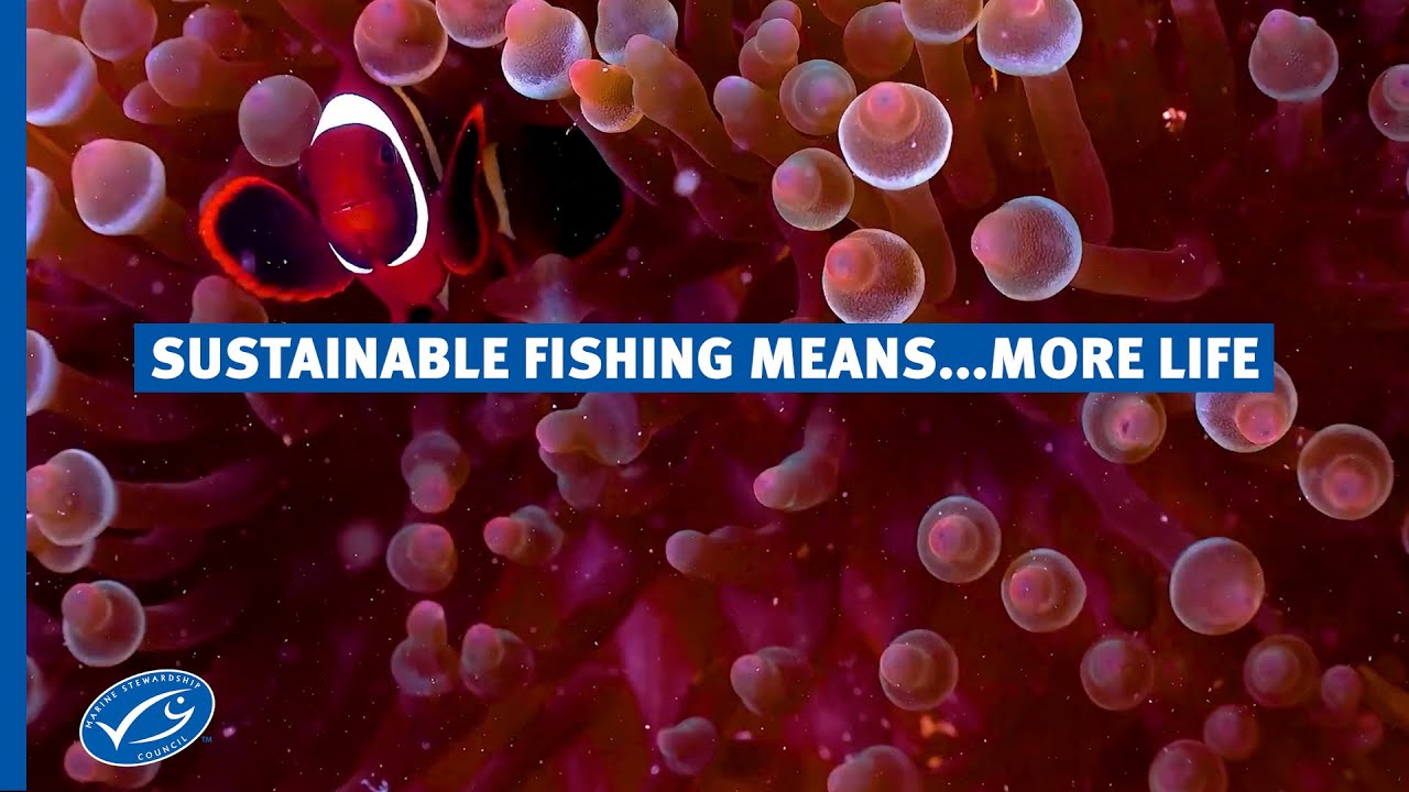 How can sustainable fishing mean more life in the ocean?