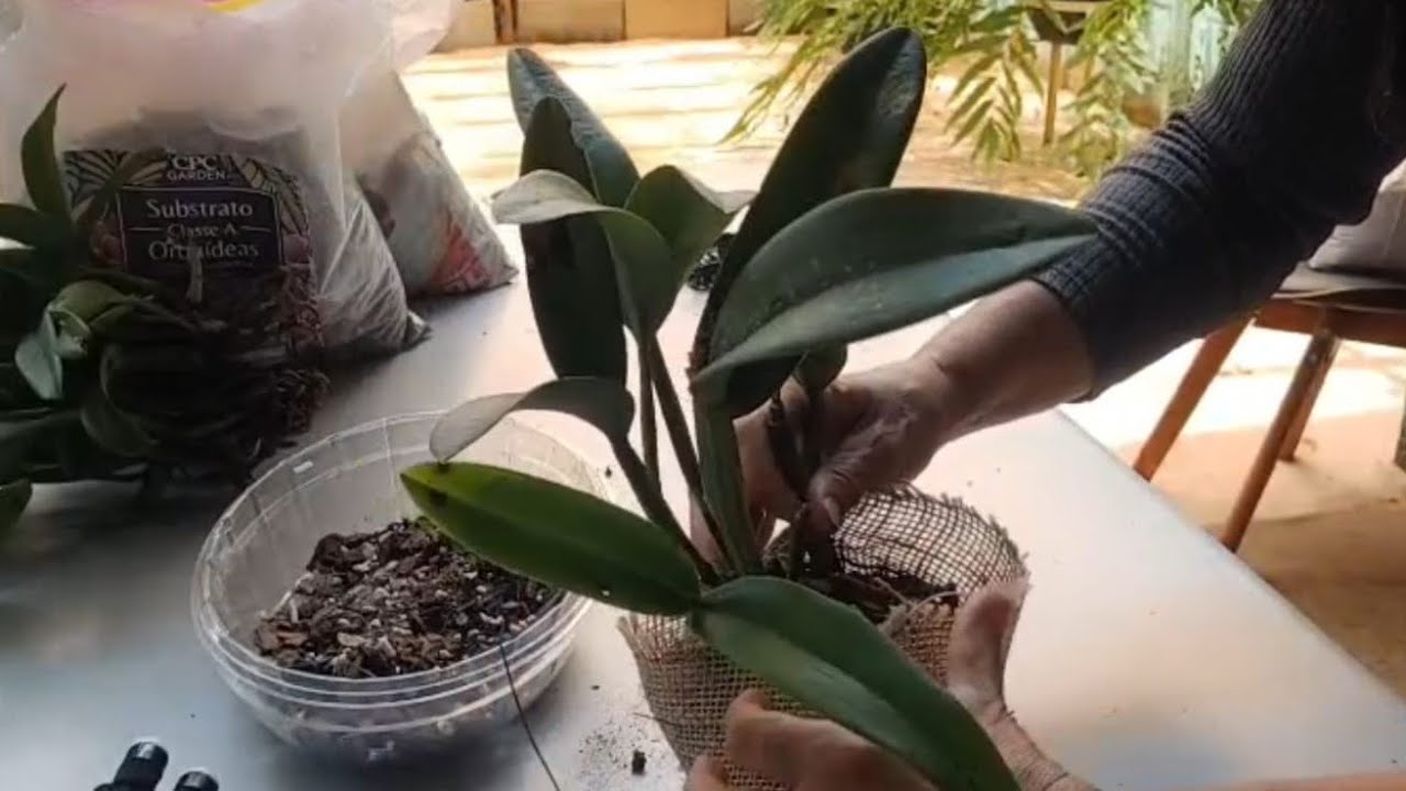 Orquídeas no saquinho de juta: fácil, bonito e sustentável!!! 
