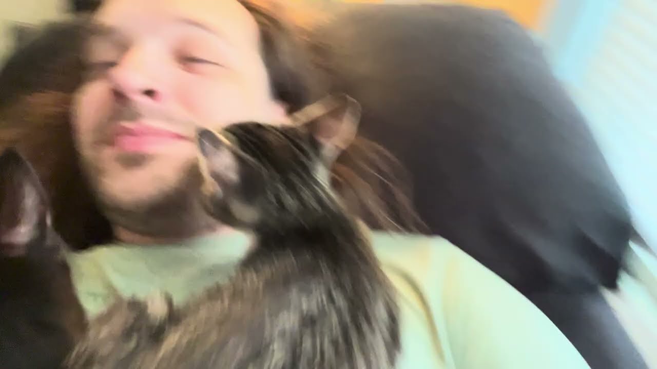 Cats 4